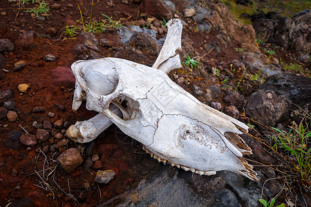 马头骨和骨头野生动物死亡环境农村荒野公园危险地面奶牛颅骨图片