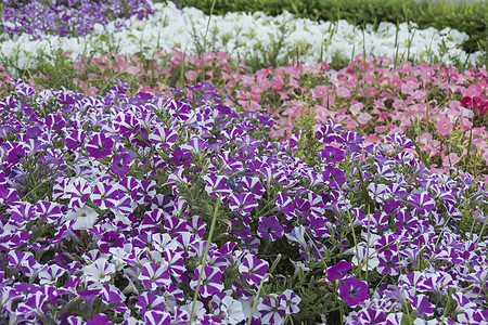 花园里有很多花朵园艺牵牛花植物群植物紫色花瓣团体季节植物学花坛背景图片