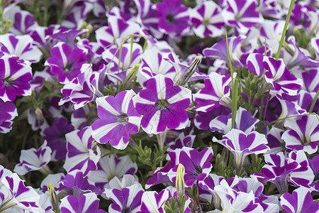 花园里有很多花朵花坛紫色植物学团体季节花瓣叶子植物群牵牛花植物背景图片