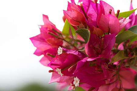 美丽的粉红色布加维亚花朵图片