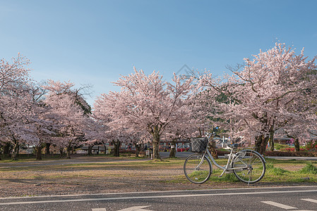 日本春日风景 樱花 林山 京都 J图片