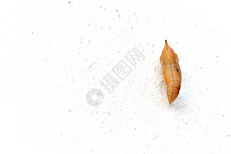 白菊花蝴蝶幼虫生命周期鳞翅目环境保护开端脊椎动物热带气候野生动物阶段图片