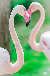 粉红法拉明戈肖像贴近异国橙子情调羽毛池塘翅膀脖子热带红色荒野图片