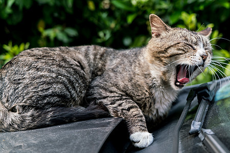 一只懒惰的棕色条纹猫打哈哈哈 躺在车上休息挡风玻璃说谎毛皮猫科头发小憩宠物舌头生活图片