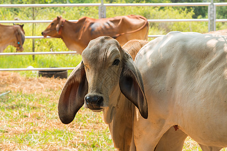 泰国的养牛场牧场职业胡须工作苗圃邮政牛角场地牛肉金属图片