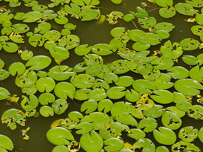 仍然在水中的莉莉嘴唇池塘野花异国反射叶子情调软垫植物水池漂浮图片