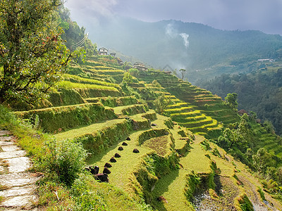 喜马拉雅山带梯田的山坡图片