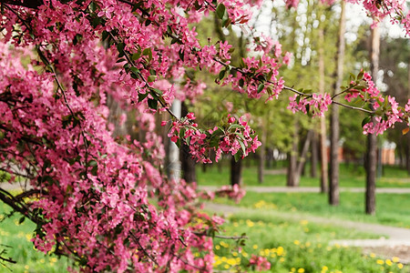 粉红美丽的树花 本底的苹果树天堂雌蕊栗色季节时间花朵宏观植物生长分支机构树木图片