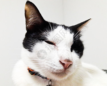 泰泰铢工作室宠物毛皮动物胡须猫科猫咪白色虎斑小猫图片