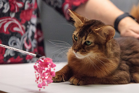 红色索马里纯种红猫爪子猫科动物毛皮斑点眼睛宠物背景图片