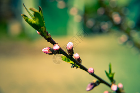 桃花花粉红花园艺花园果园花瓣植物群叶子枝条水果花粉蓝色图片