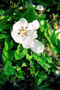 绿色草原背景的白树皮白花朵以绿草为背景花期香气晴天花瓣绿色植物花园水果季节植物学生长图片