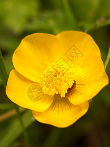 黄色黄蝴蝶结的鲜花头图片