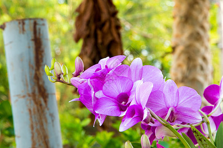 美丽的紫兰花花朵树花束白色黑色花瓣紫色黄色粉色植物花园植物群图片