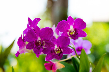 美丽的紫兰花花朵树花束花园粉色黑色白色植物学绿色植物黄色植物群图片