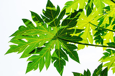 雨后木瓜绿叶 横向照张相宏观植物群静脉植物树叶植物学食物绿色季节叶子图片