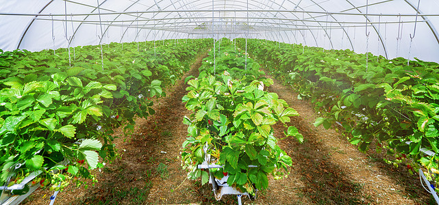 草莓植物在温室的内观甜点浆果种植园花园场地营养食物收成太阳农场图片