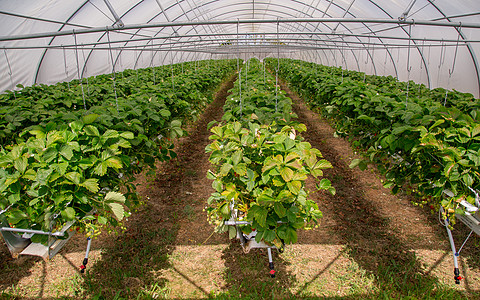 草莓植物在温室的内观生长叶子食物营养太阳农场花园栽培甜点浆果图片