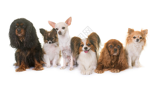 一组小狗母亲动物朋友们三色骑士宠物成人工作室团体背景图片