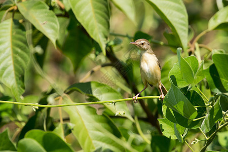 一只鸟爬在绿叶上的图像 野生动物 亚洲歌图片