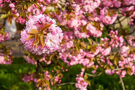 草上方的粉红樱花花园天空大街玫瑰植物文化公园植物群风景季节图片