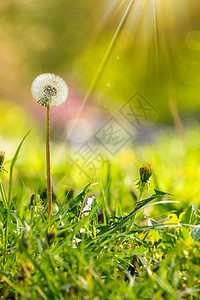 绿草模糊背景上的白花粉绿色黄色小路光束射线季节太阳阳光花朵植物群图片