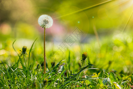 绿草模糊背景上的白花粉小路花朵草地场地晴天植物群光束太阳绿色白色图片