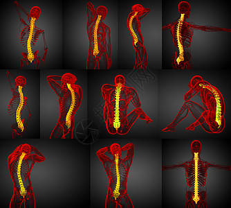 3d 提供人体脊椎医学插图骶骨骨干3d渲染腰椎骨头骨骼椎骨生物学颈椎病图片