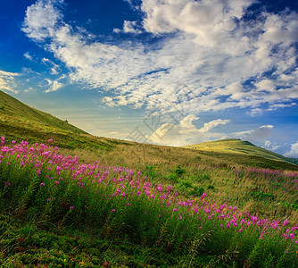 日出时山顶高山顶的高野花图片