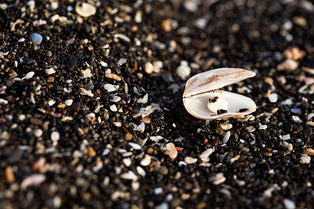 沙滩上的小贝壳和石头珠子动物热带多样性气候团体海滩生活岛屿旅行图片