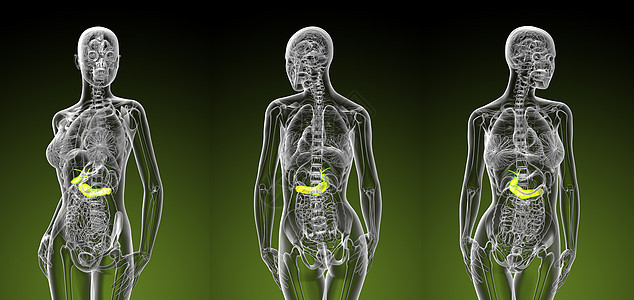 3d 女性胆囊和胰腺插图解剖学生物学女孩3d渲染医疗糖尿病背景图片