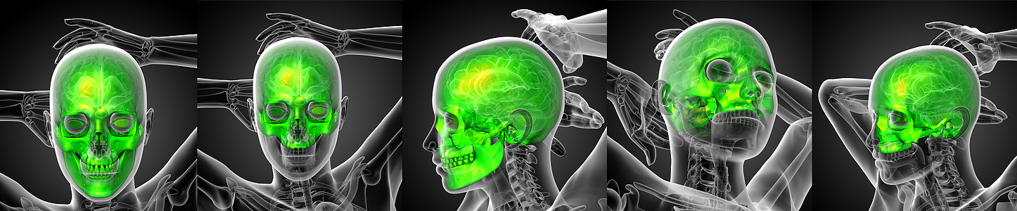 3d 提供人体头骨的医学插图上颌骨渲染骨骼颧骨枕骨下颌3d颅骨蝶骨鼻音图片