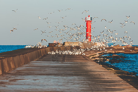 海浪海鸥海鸥对灯塔航海海岸石头码头海堤建筑海岸线白色巨石橙子背景