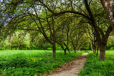 早睡花园植物旅游木头绿色衬套荒野园艺季节晴天小路图片