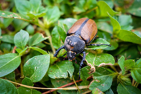 Scarab 近端视图叶子黑色动物鞘翅目昆虫动物群昆虫学白色荒野野生动物图片