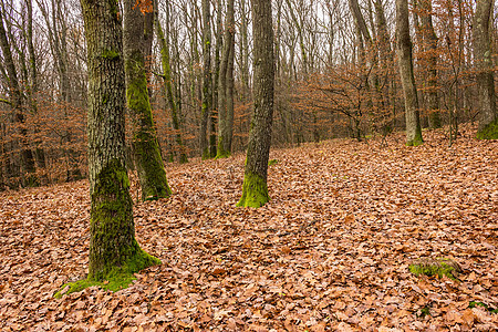 秋天森林 红树叶棕色季节黄色树木橡木公园苔藓叶子红色乡村图片