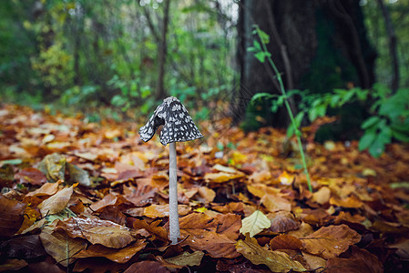 长着高跟鞋的蘑菇季节猕猴桃苔藓林地地面鸡粪植物森林荒野菌类图片