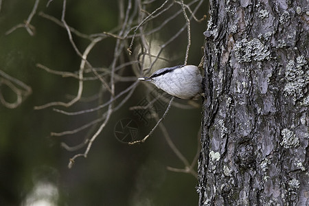 树上鸟欧亚努特奇坐在树上背景