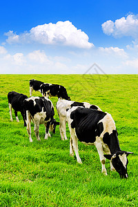 牛在绿地和蓝天空上稻草牧场奶制品草原草本植物配种村庄晴天母牛动物图片