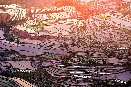 中国元阳的田地有干燥的稻田场地老虎梯田农场农业收成植物旅行反射爬坡图片