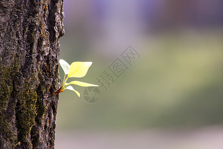 一棵树的发芽 新生命 照片设计图片