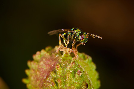 小绿苍蝇坐在花朵上害虫黄色绿色漏洞野生动物动物翅膀红色荒野生物学图片