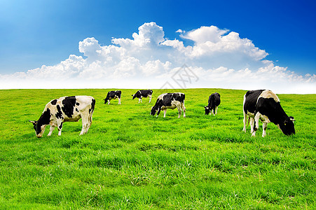 牛在绿地上场地动物草原牛奶家畜草地哺乳动物环境母牛乳房图片