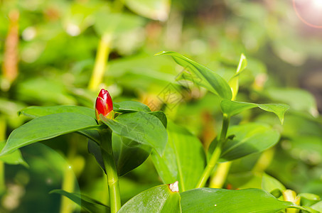 泰国的Songkhla头或姜季节性发芽花瓣草本植物植物群百合绿色日光活力植物图片