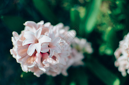 粉红色花朵缝合的温柔背景植物生活醒酒器季节喜悦花店玻璃粉色亮度情绪图片