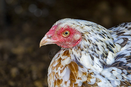 大地上母鸡的图像女性羽毛小鸡婴儿团体食物农村家庭农场花园图片