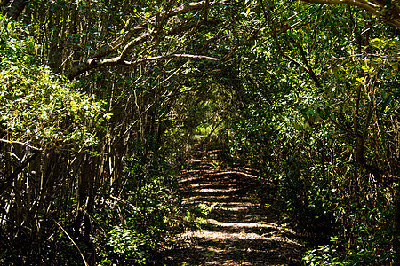 泰国红树森林情况树木丛林春蓬假期叶子蓝色热带植物红树林荒野图片