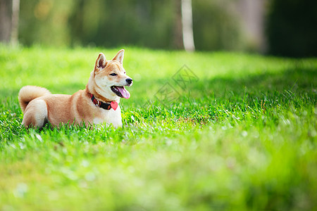 一个年轻的安息日脊椎动物哺乳动物主题听力家畜嘴巴褐色警觉纯种狗犬类图片