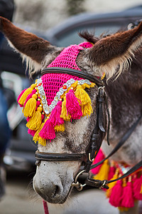 莫斯科骡子在莫斯科的装饰驴 游乐园照片笨蛋骡子乐趣头发装饰品鼻子运输哺乳动物围巾帽子背景