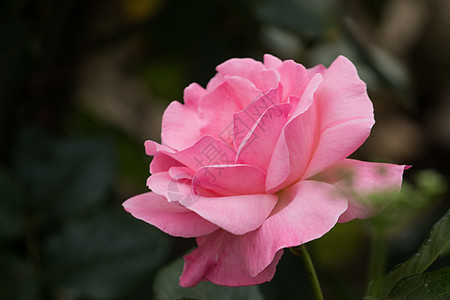 粉红玫瑰花花植物学叶子绿色花园美丽植物群粉色玫瑰植物花瓣图片